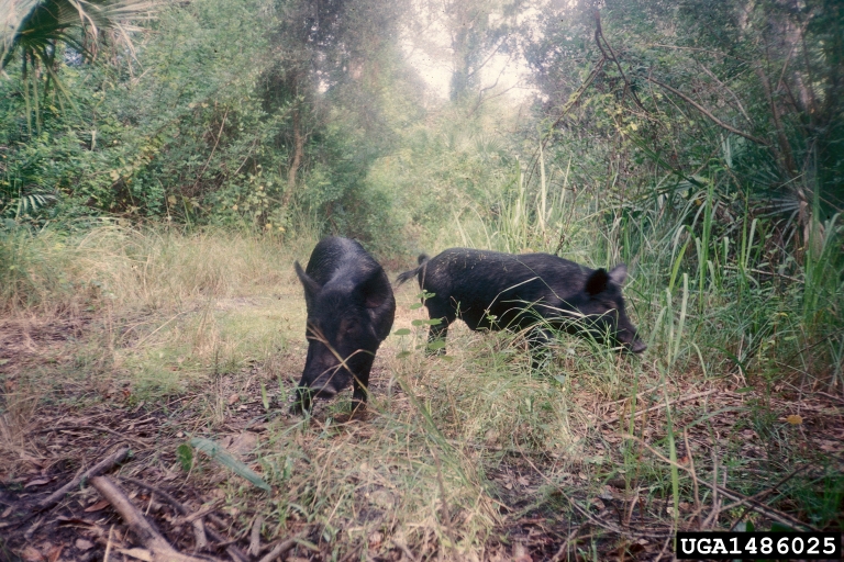 black feral swine rooting and digging in forest