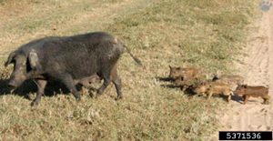 Grey feral swine with brown offspring
