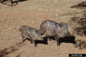 collared peccary (javelina) female with young