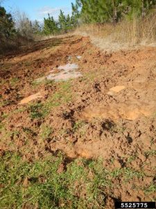 Rooting and Digging damage done by feral swine