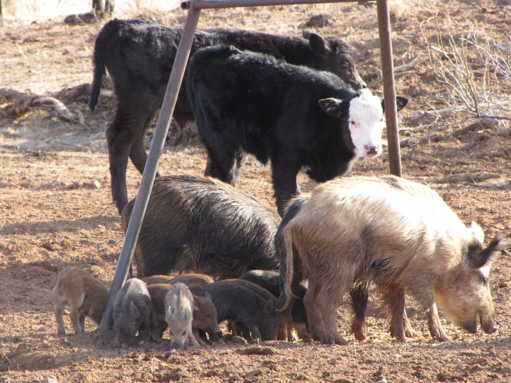 feral swine with offspring near livestock