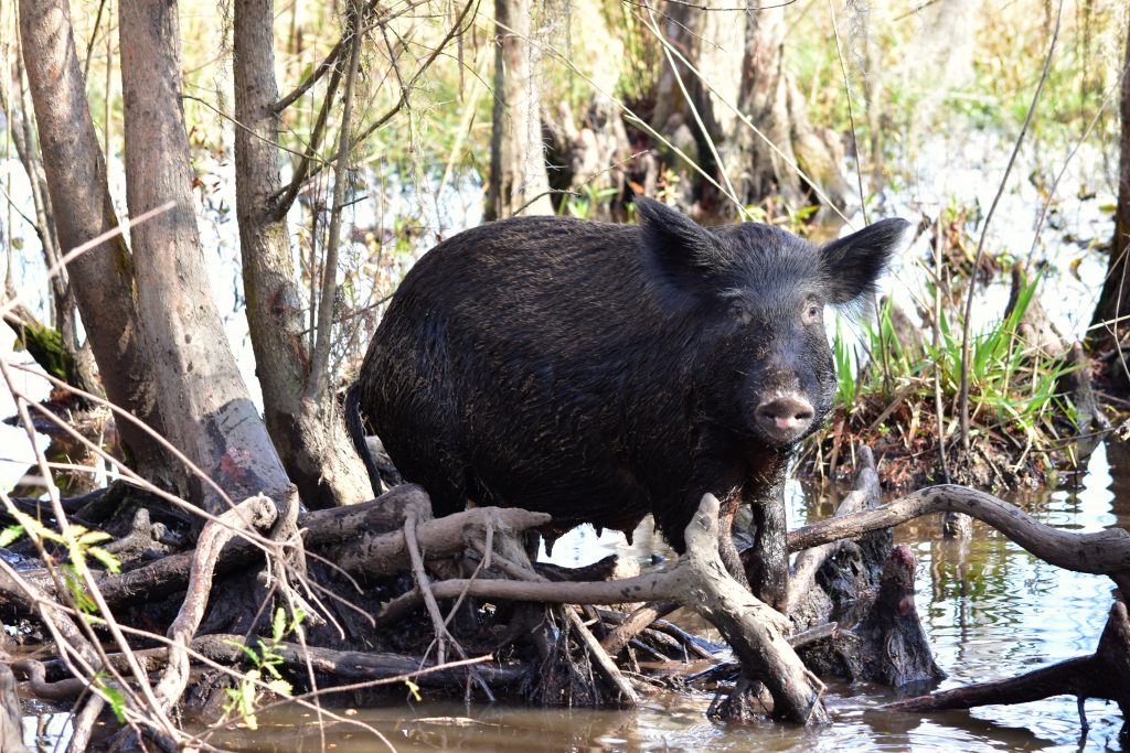 feral swine in wetland