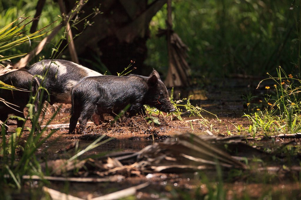 Baby wild hog also called feral hog forage for food.