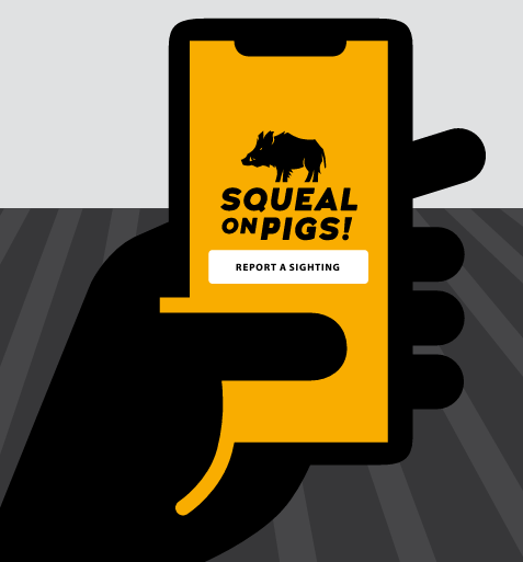 Graphic image of hand holding a cell phone with squeal on pigs app pulled up on screen